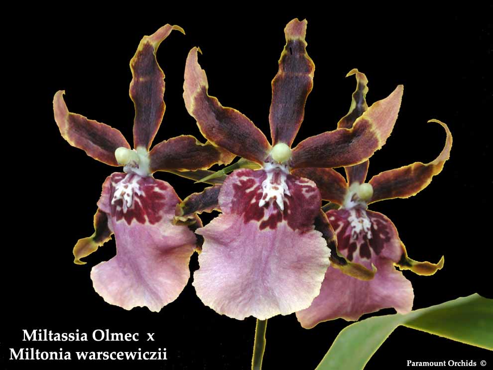 Miltassia Dark Star ‘The OrchidWorks’(Mtsa. Olmec x Milt. hot Anne Warne)